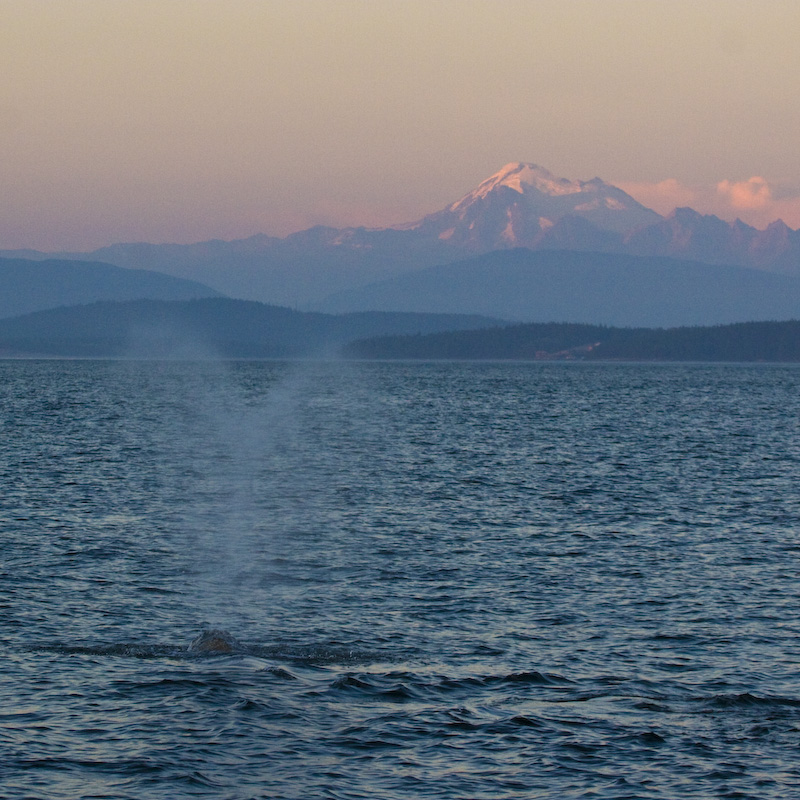 Gray Whale And Mount Baker At Sunset